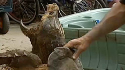 Enormous alligator snapping turtle rescued from drainage culvert