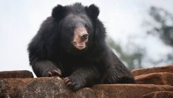 Black Bear Mauls Florida Woman, Drags Her Out of Garage