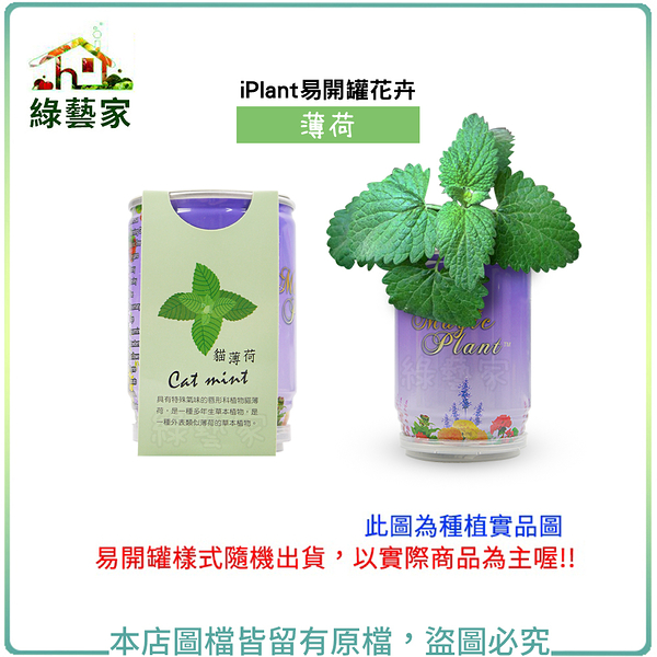 【綠藝家】iPlant易開罐花卉-貓薄荷2入/組(2入優惠價-單罐85元)