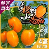 家購網嚴選 預購美濃橙蜜香小蕃茄 5斤/盒x4盒 5斤/盒x4盒【免運直出】