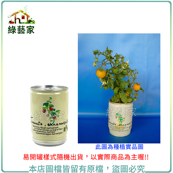 【綠藝家】iPlant易開罐花卉-觀賞番茄