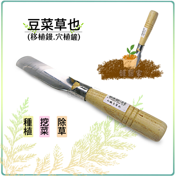 【綠藝家】豆菜草也(移植鏝.穴植鏟.豆子鏟 豆鏟) product thumbnail 2