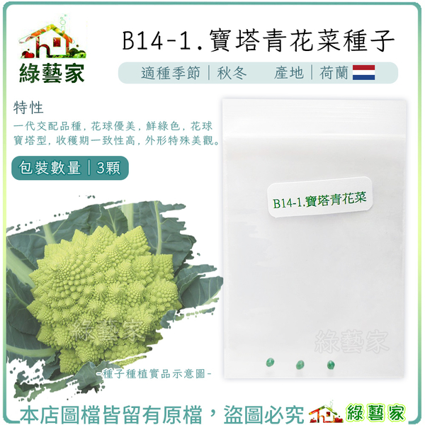 【綠藝家】B14-1.寶塔青花菜種子3顆 F1，花球優美，鮮綠色，花球寶塔型， 外形特殊美觀