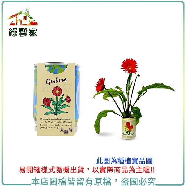 【綠藝家】iPlant易開罐花卉-太陽菊2入/組(2入優惠價-單罐85元)