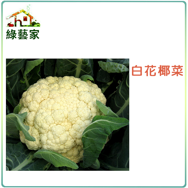 【綠藝家】大包裝B03.白花椰菜種子4克