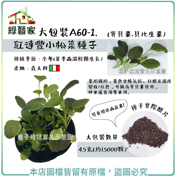 【綠藝家】大包裝A60-1.紅達豐小松菜種子45克(約15000顆)寶貝菜.貝比生菜