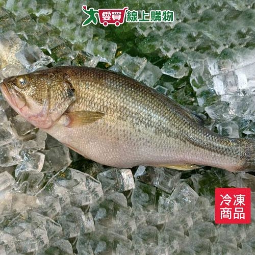 台灣加州鱸魚5/6/尾【愛買冷凍】