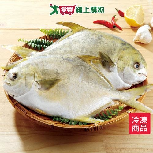 冷凍大金鯧500~600G/尾【愛買冷凍】