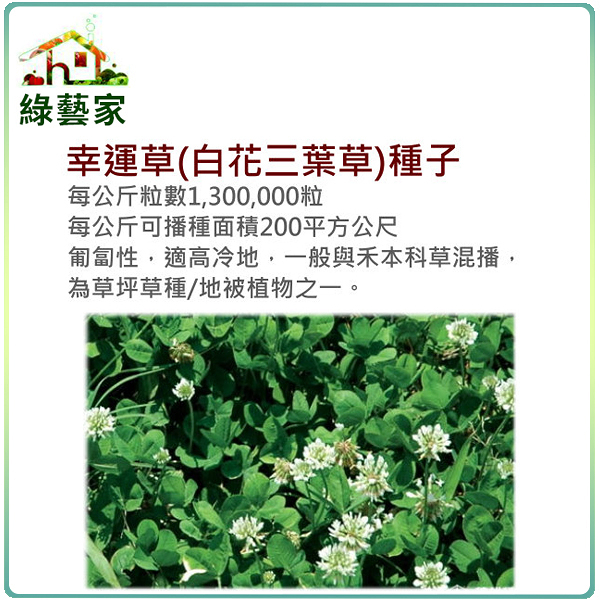 【綠藝家】幸運草(白花三葉草)種子1公斤