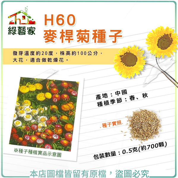 【綠藝家】H60.麥桿菊種子0.5克(約700顆)(瑞士巨人)