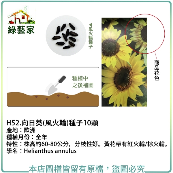 【綠藝家】H52.向日葵(風火輪)種子10顆