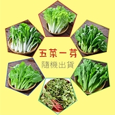 【日燦】在地優農蔬菜箱---隨機出貨六種(五包葉菜+一包芽菜)419元(免運喔~)