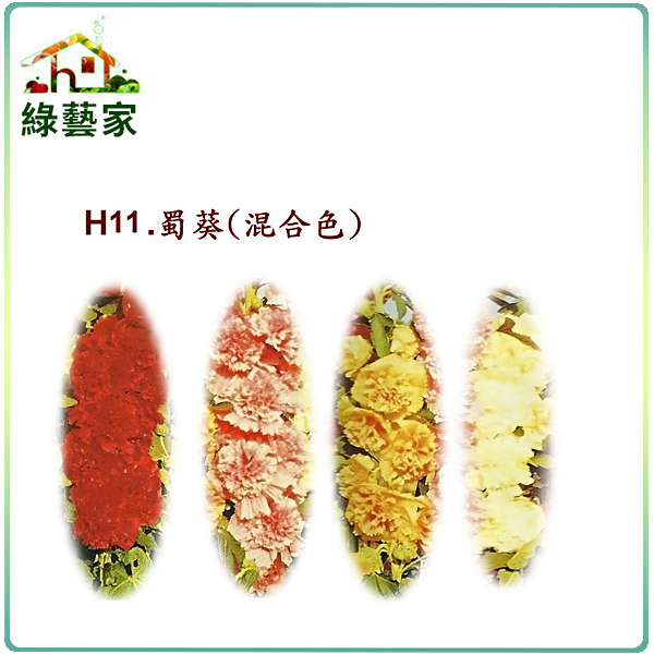 【綠藝家】大包裝H11.蜀葵(混合色，高150cm)種子10公克(約570顆)