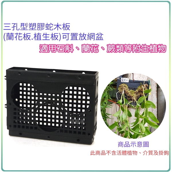 【綠藝家】三孔型塑膠蛇木板(蘭花板.植生板)可置放網盆 product thumbnail 2