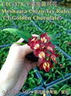 Mini Star 千姿蘭園Chian-Tzy Orchids 有香 文心蘭 Oncidium Meshaara - 千姿金黃可可