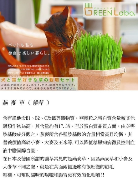 『寵喵樂旗艦店』GreenLabo《日本燕麥貓草種子包》是貓大人們的天然化毛膏 product thumbnail 3