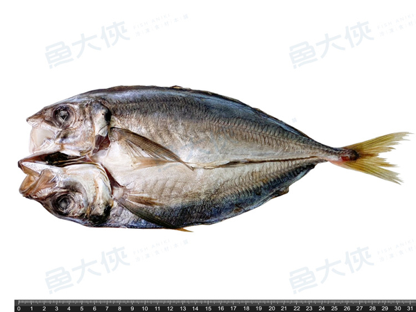 中規格-竹筴魚一夜干(250~290g/尾)#XL-1C6B【魚大俠】FH022 product thumbnail 3