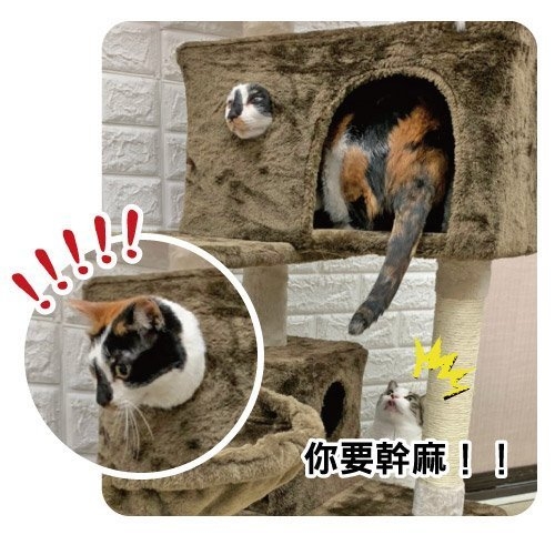 【現貨+出清+含運】日本寵喵樂 豪華方塊大台 貓跳台/貓爬窩/貓抓 TW003-咖啡色 product thumbnail 5