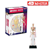 【4D Master】626011 立體拼組模型 人體解剖教學系列 骨架