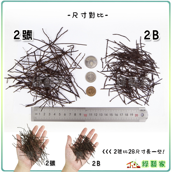 【綠藝家】高級蛇木屑 ( 2號 )、 ( 2B ) 10公升 (兩種尺寸可選) product thumbnail 3