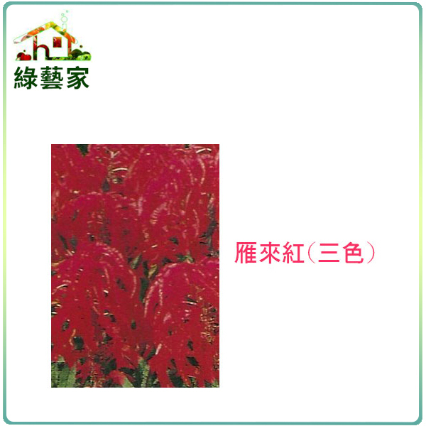 【綠藝家】大包裝H13.雁來紅(三色，高50cm)種子 2克(約2800顆)