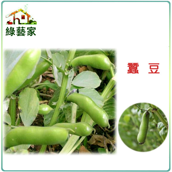 【綠藝家】E11.蠶豆種子30克(約20顆)