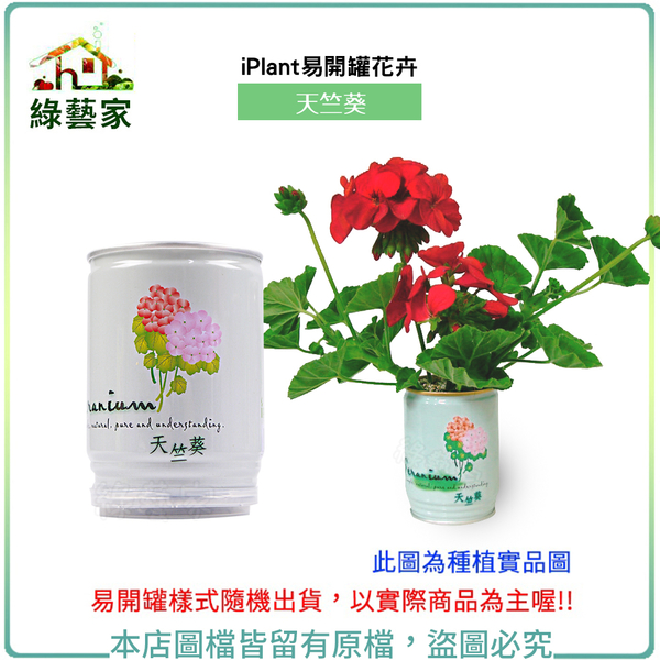 【綠藝家】iPlant易開罐花卉-天竺葵