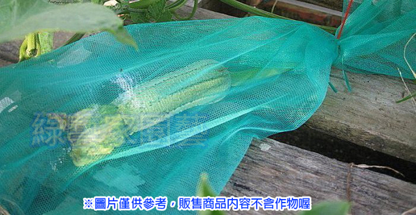 【綠藝家】絲瓜網(60cm加長型100個/組)苦瓜網.水果網.水果套袋 product thumbnail 2