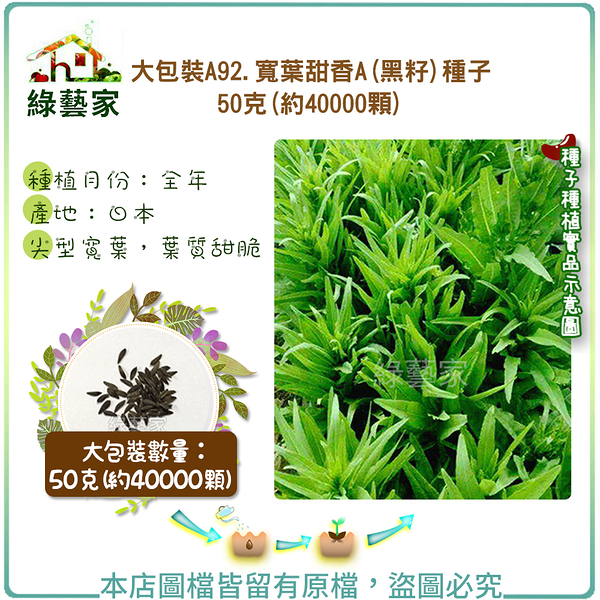 【綠藝家】大包裝A92.寬葉甜香A(黑籽)種子50克(約40000顆)