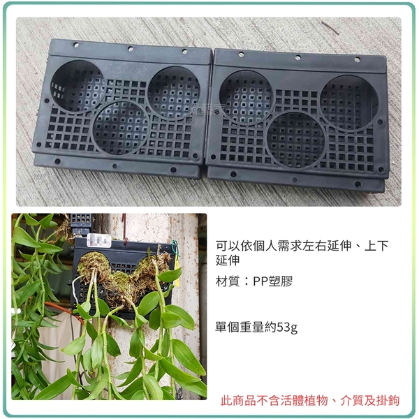【綠藝家】三孔型塑膠蛇木板(蘭花板.植生板)可置放網盆 product thumbnail 4