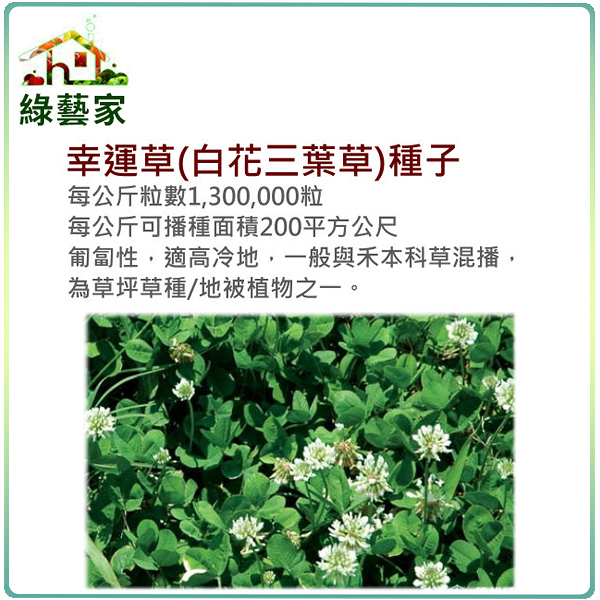 【綠藝家】大包裝M09.幸運草(白花三葉草)種子100克