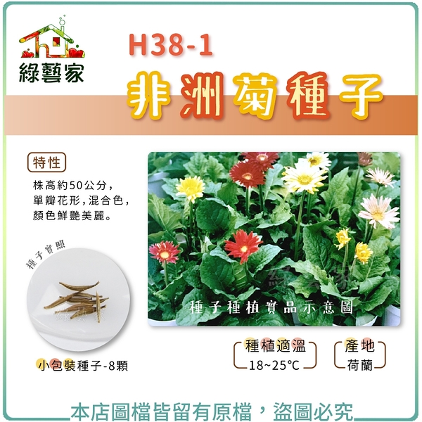 【綠藝家】H38-1.非洲菊種子8顆