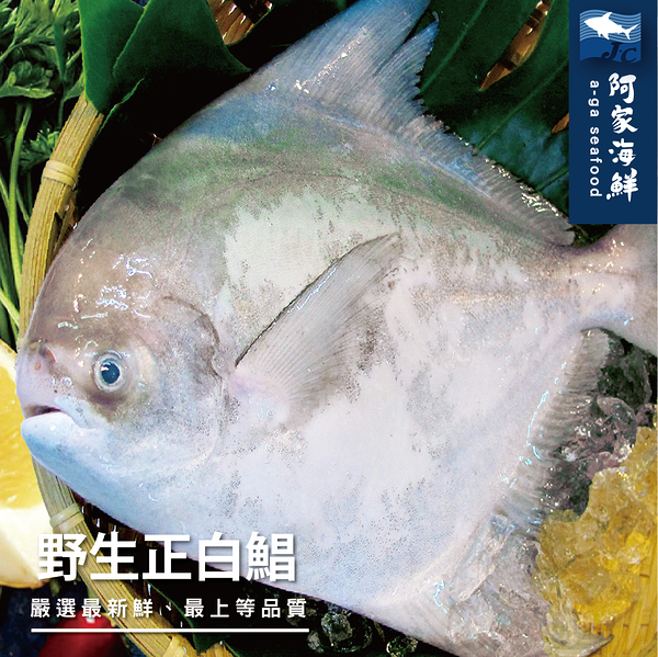 【阿家海鮮】野生大白鯧魚(已三去 淨重450g±10%/隻)