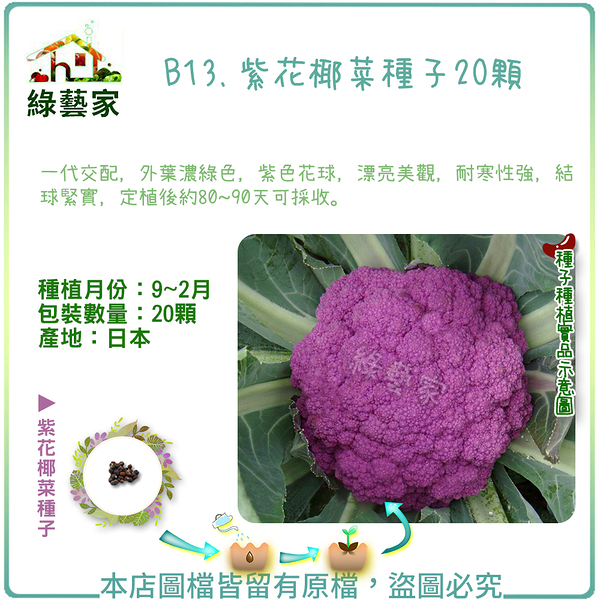 【綠藝家】B13.紫花椰菜種子20顆