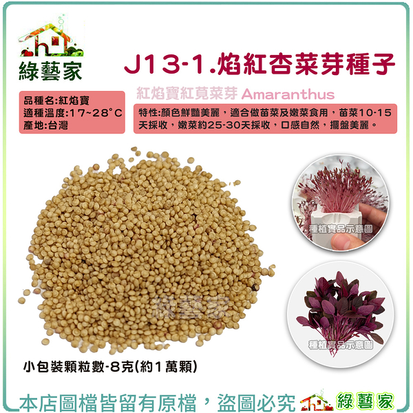 【綠藝家】J13-1.焰紅杏菜芽種子8克(約1萬顆)紅焰寶紅莧菜芽 顏色鮮豔美麗 適合苗菜及嫩菜食用