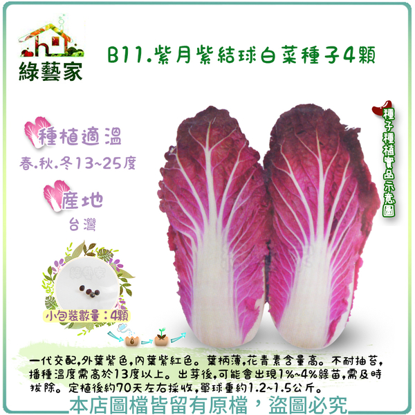 【綠藝家】B11.紫月紫結球白菜種子4顆