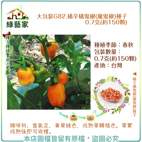【綠藝家】大包裝G82.橘辛橘鬼椒(魔鬼椒)種子0.7克(約150顆)