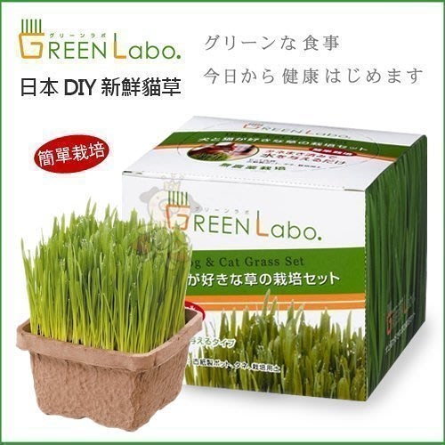 日本GreenLabo燕麥盆栽組DIY新鮮貓草盆栽燕麥種子貓草組合包懶人包易種包『寵喵樂旗艦店』