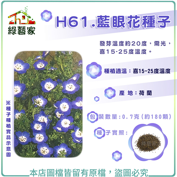 【綠藝家】H61.藍眼花種子0.7克(約180顆)(藍龍)