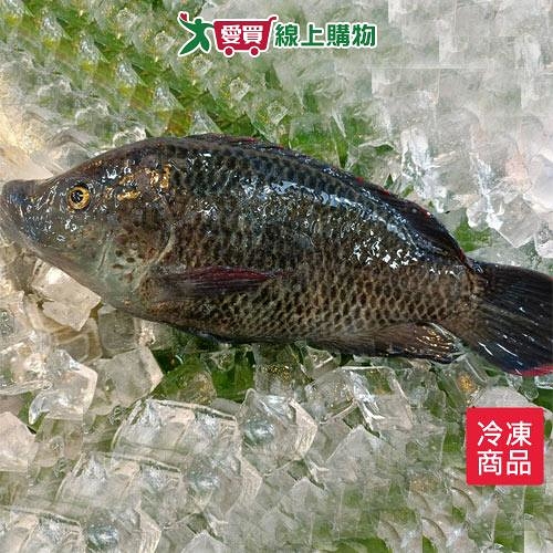 海水吳郭魚300~400G/尾【愛買冷凍】