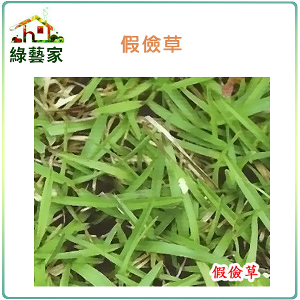 【綠藝家】M04.假儉草種子1.3克(約650顆)