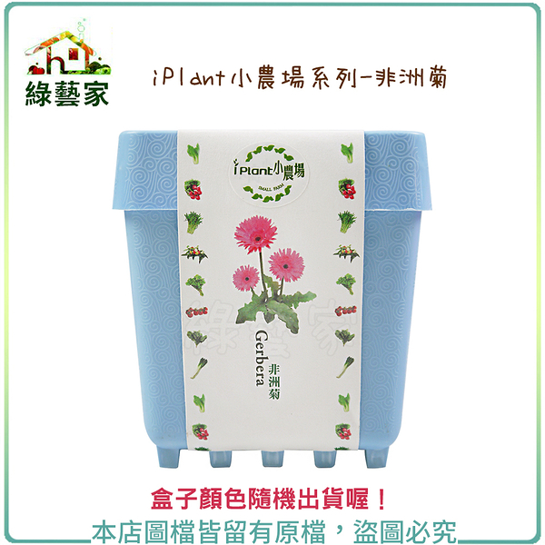 【綠藝家】iPlant小農場系列-非洲菊