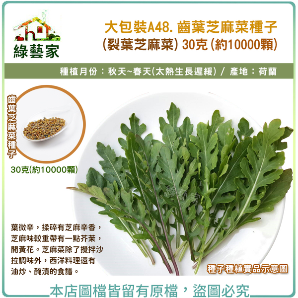 【綠藝家】大包裝A48.齒葉芝麻菜種子(裂葉芝麻菜)30克(約10000顆)