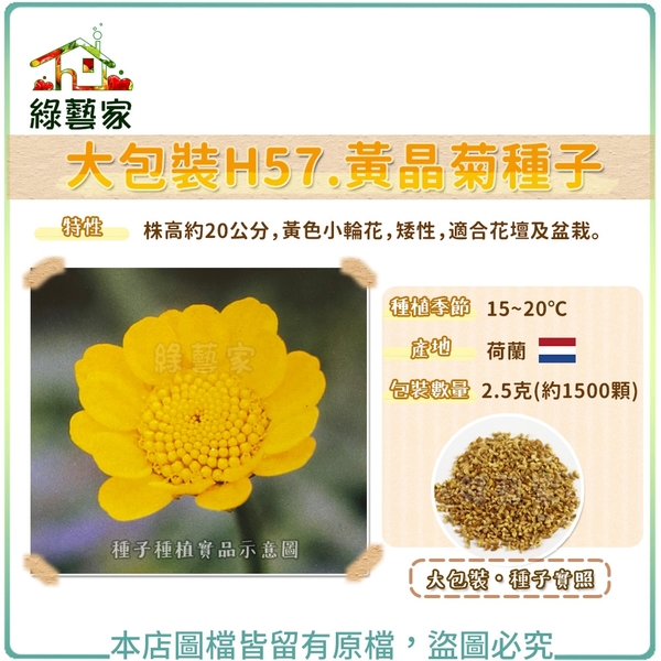 【綠藝家】大包裝H57.黃晶菊種子2.5克(約1500顆)