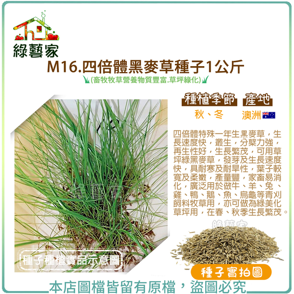 【綠藝家】M16.四倍體黑麥草種子1公斤(畜牧牧草營養物質豐富.草坪綠化)