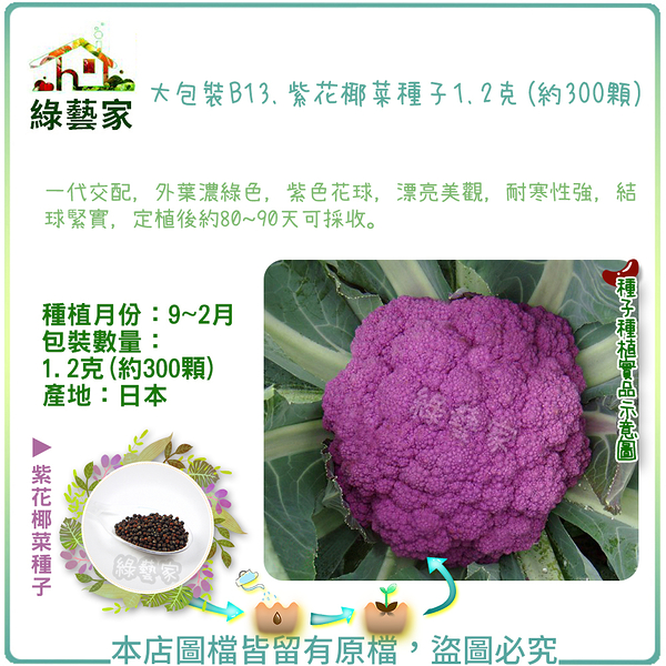 【綠藝家】大包裝B13.紫花椰菜種子1.2克(約300顆)
