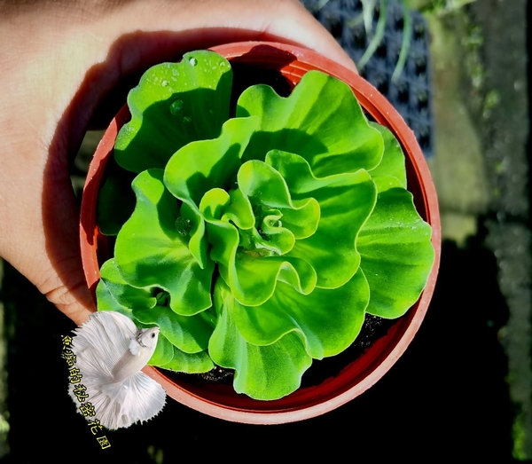 沒有盆子 沒有土 漂浮水生植物 玫瑰水芙蓉 活體室外植物繁殖很快 魚痴的秘密花園 Yahoo奇摩超級商城