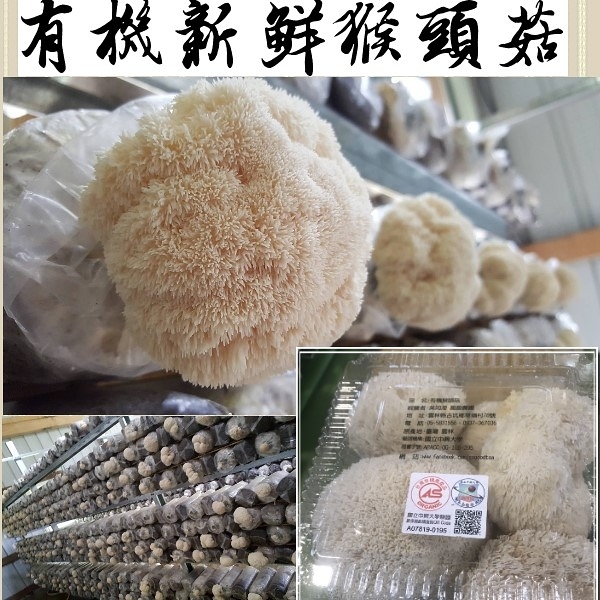 有機新鮮猴頭菇300g x3盒免運組