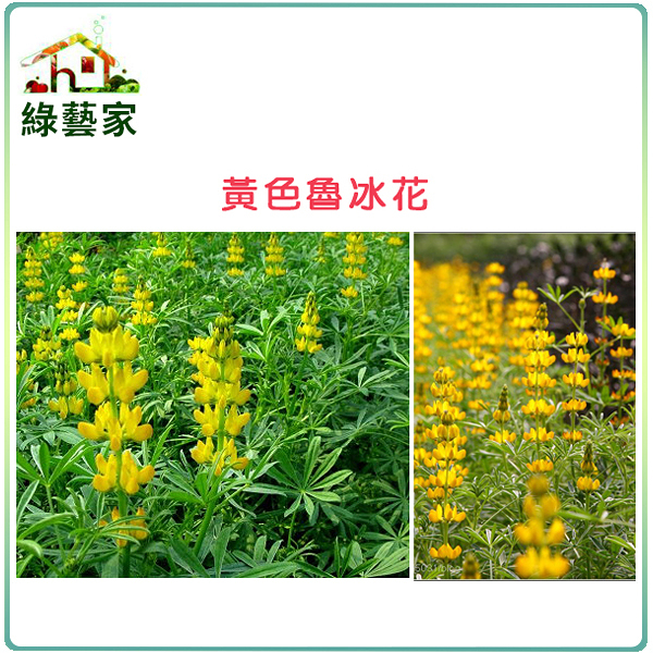 【綠藝家00H10-1】H10.魯冰花(黃花)種子1公斤(可當觀賞或是綠肥植物)