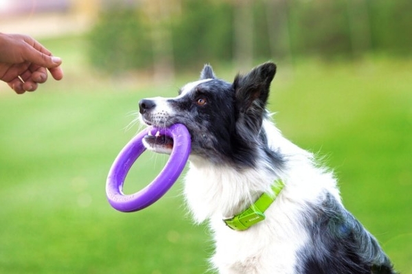 扣樂 寵物健身環 M 犬用 2入 3cm 直徑19.5cm 雙環設計，更有效訓練寵物，消耗更多熱量 product thumbnail 3